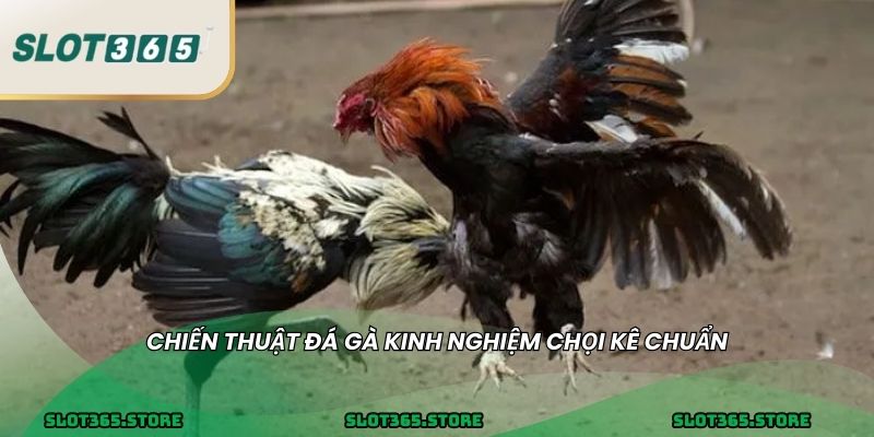 Chiến thuật đá gà kinh nghiệm chọi kê chuẩn