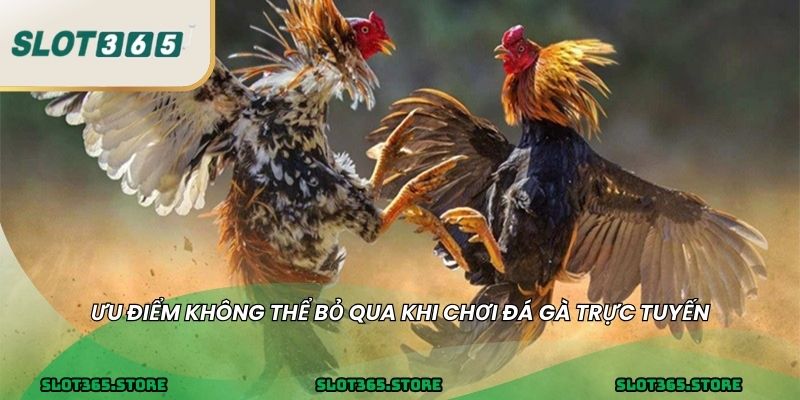 Ưu điểm không thể bỏ qua khi chơi đá gà trực tuyến
